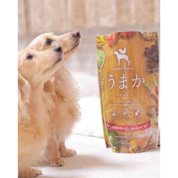 うまかとわんこ