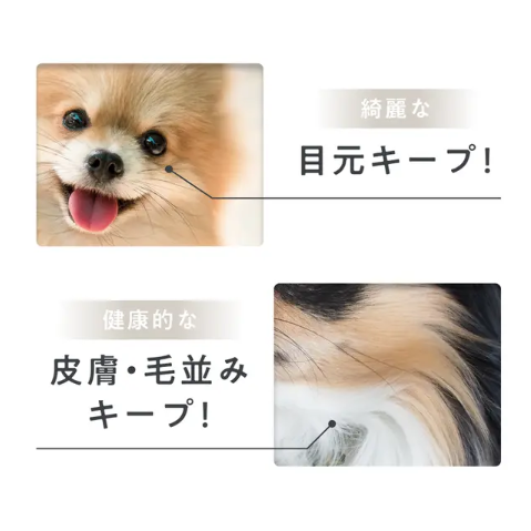 綺麗な目元、健康な皮膚・毛並み