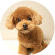 ちょこちゃん
