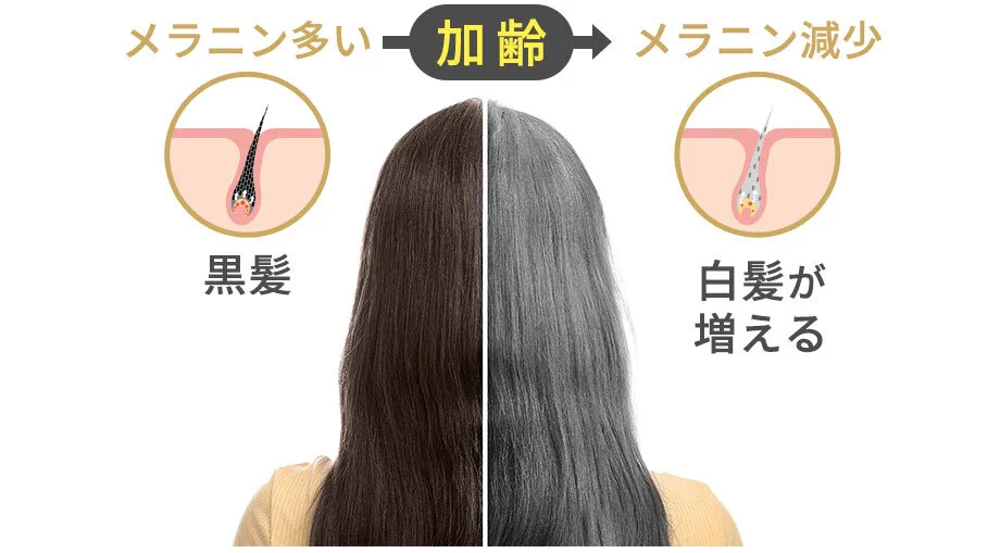 メラニン多い「黒髪」→加齢→メラニン減少「白髪が増える」